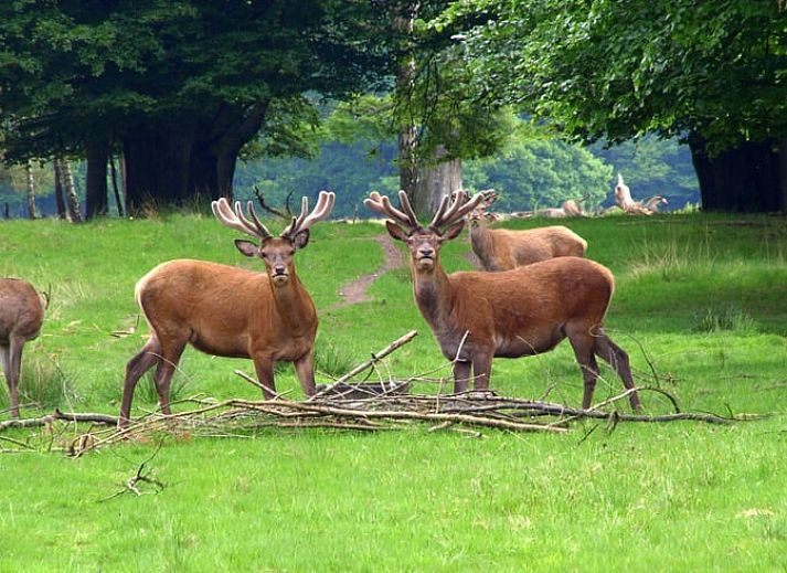 Gemuetlicher Innenbereich des Huisje in Ermelo, Ferienhaus an der Veluwe in Gelderland, mit Holzinterieur und komfortabler Sitzecke.