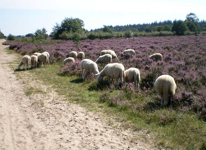 Unterkunft 320997 - Ferienhaus Veluwe - Huisje in Ermelo