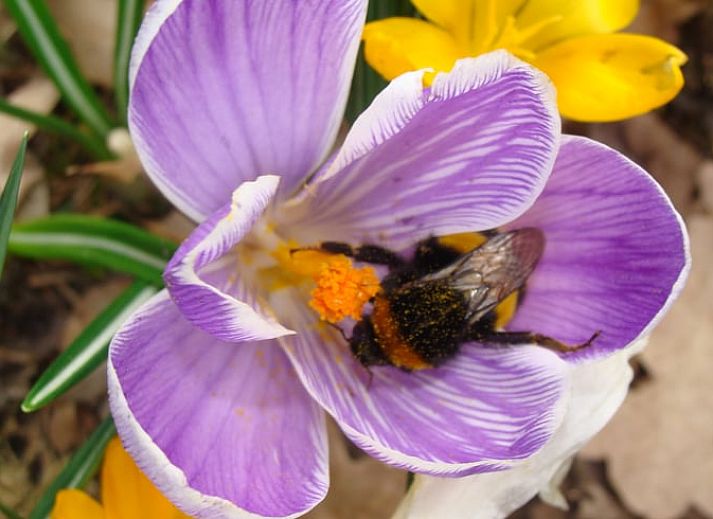 Unterkunft 320997 - Ferienhaus Veluwe - Huisje in Ermelo