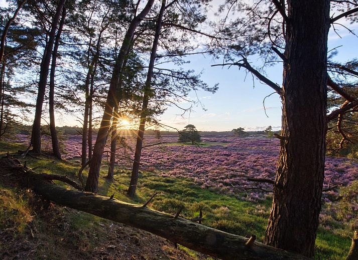 Kitchen and living room in Heath Lodge, Veluwe, Gelderland.
