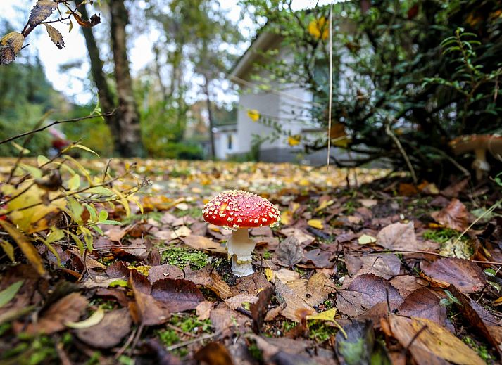 Dining room in Veluwe Lodge vacation home, Harderwijk overlooking terrace