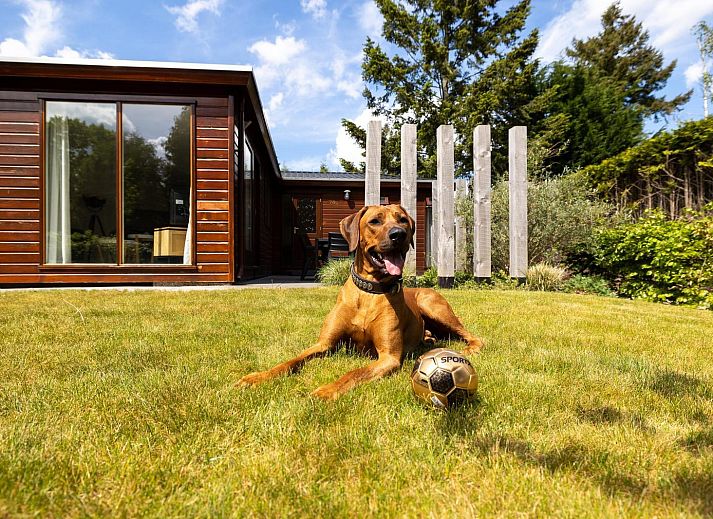 Cozy Lodge vacation home in Harderwijk, Veluwe, Gelderland with sunny terrace and green garden.
