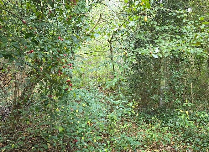 Gezellige woonkamer in Vakantiehuis in Hoenderloo, Veluwe, met moderne keuken en comfortabele zithoek in Gelderland.