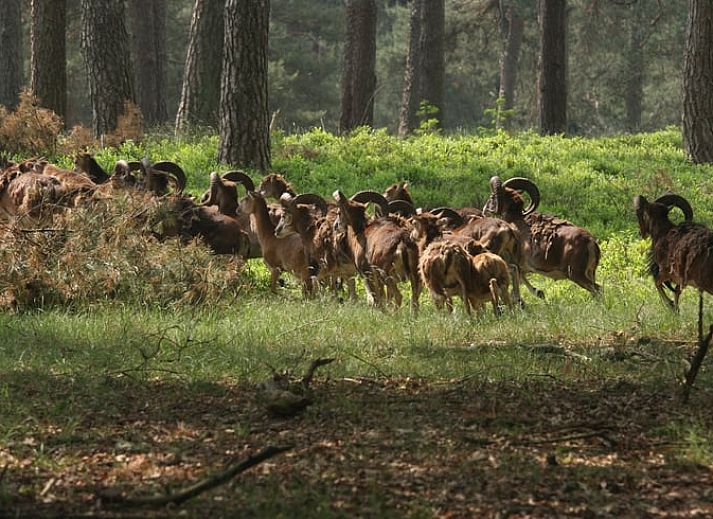 Sitzecke mit Feuerkorb im Huisje in Hoenderloo, Ferienhaus in der Natur von Gelderland.