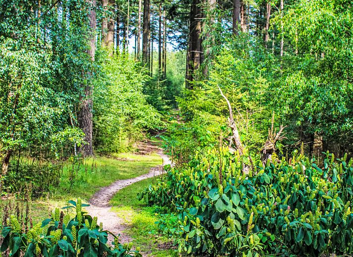 Gemuetliche Sitzecke im Ferienhaus Specht, Hoenderloo, Veluwe, Gelderland.