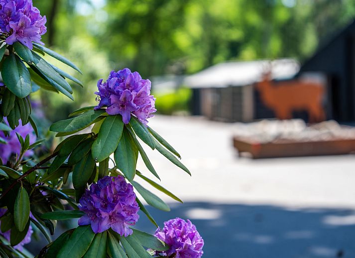 Ruim terras met tuinmeubilair bij Vakantiehuis Veluwe in Hoenderloo, Veluwe.