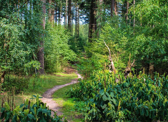 Ruim terras met tuinmeubilair bij Vakantiehuis Veluwe in Hoenderloo, Veluwe.