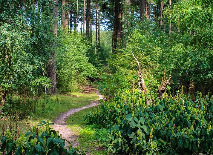 Attraktives Schlafzimmer in der Gruppenunterkunft Douglas, einem Ferienhaus in Hoenderloo in der Veluwe, Gelderland mit Blick auf die Natur.