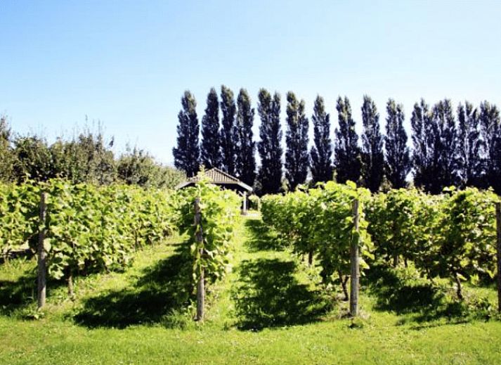 Cottage in Terwolde, cottage with terrace in Veluwe, Gelderland, surrounded by greenery and tranquility.