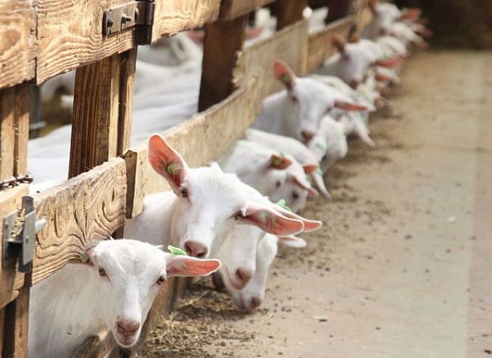Porch of Cottage in Terwolde, vacation home in Veluwe, Gelderland, overlooking vineyards.