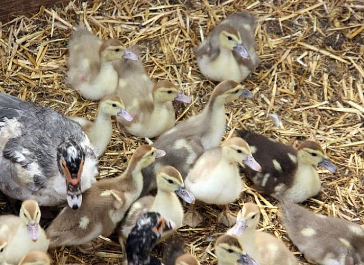 Porch of Cottage in Terwolde, vacation home in Veluwe, Gelderland, overlooking vineyards.