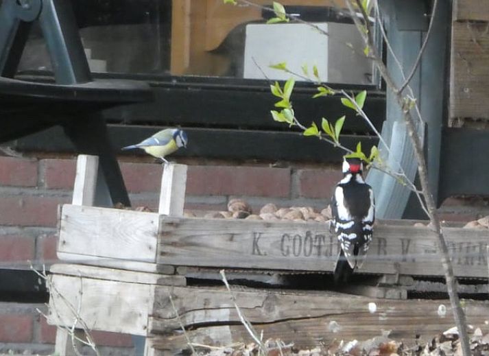 Unterkunft 321739 - Ferienhaus Veluwe - Vakantiehuisje in Garderen