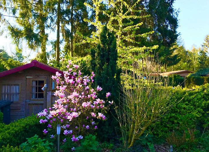 Guest house 321761 - Chalet Veluwe - Chalet 'Bosanemoon'