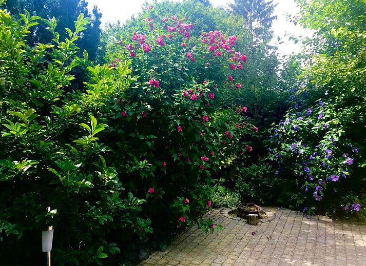 Guest house 321761 - Chalet Veluwe - Chalet 'Bosanemoon'