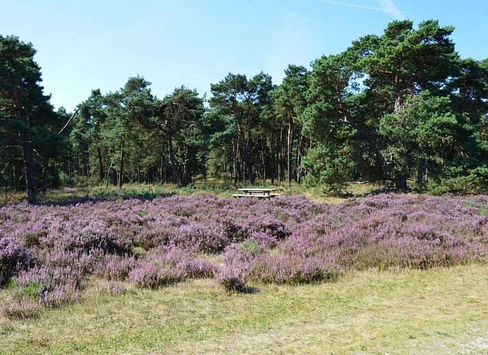Guest house 321761 - Chalet Veluwe - Chalet 'Bosanemoon'