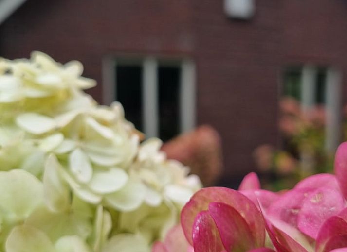 Huisje in Garderen, vakantiehuis omgeven door Veluwse natuur in Gelderland.