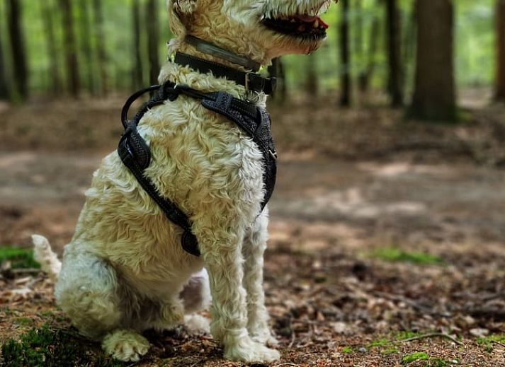 Ingang van Huisje in Garderen, vakantieaccommodatie op de Veluwe, Gelderland.