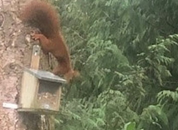 Moderne buitenzijde van Vakantiehuisje in Garderen, Veluwe, met praktische opslagruimte in de bosrijke omgeving van Gelderland.