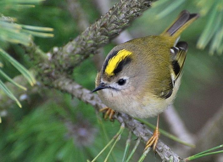 Moderne buitenzijde van Vakantiehuisje in Garderen, Veluwe, met praktische opslagruimte in de bosrijke omgeving van Gelderland.