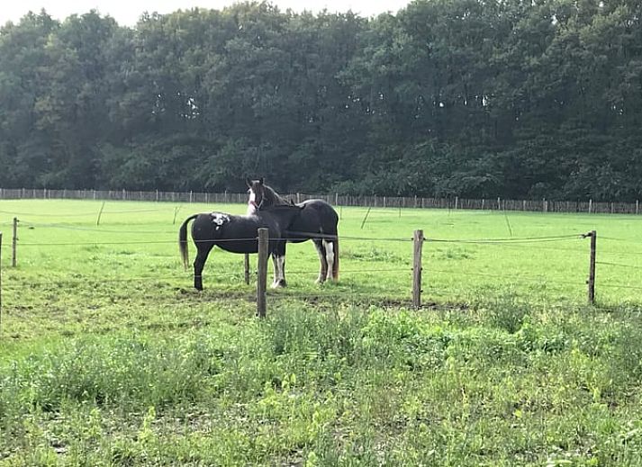 Buitenzitplaats bij Vakantiehuisje in Garderen, Veluwe, omgeven door natuur en rust.