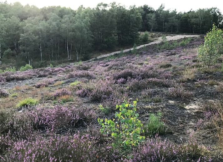 Buitenzitplaats bij Vakantiehuisje in Garderen, Veluwe, omgeven door natuur en rust.