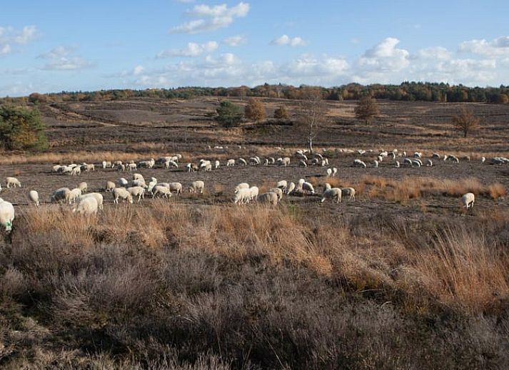 Verblijf 321813 - Vakantiewoning Veluwe - Vakantiehuisje in Elspeet