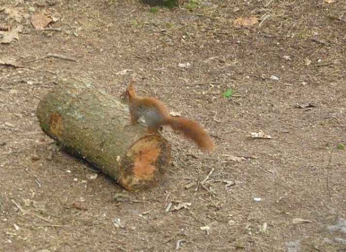 Veranda van Huisje in Elspeet, vakantieverblijf in de Veluwe, Gelderland, met uitzicht op het bos.