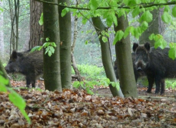 Veranda van Huisje in Elspeet, vakantieverblijf in de Veluwe, Gelderland, met uitzicht op het bos.