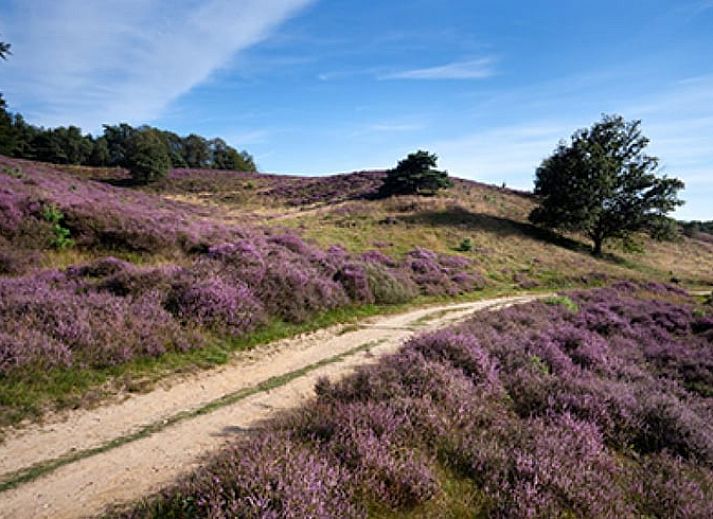 Gastenrecensies van Huisje in Elspeet, vakantiehuis op de Veluwe, Gelderland, met lovende beoordelingen.