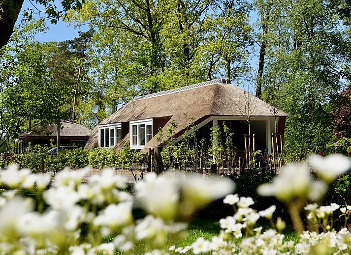 Veranda des Ferienhauses Sprielderbosch 46 De Zonnehoed, ideal fuer ein Essen im Freien in Putten, Veluwe.