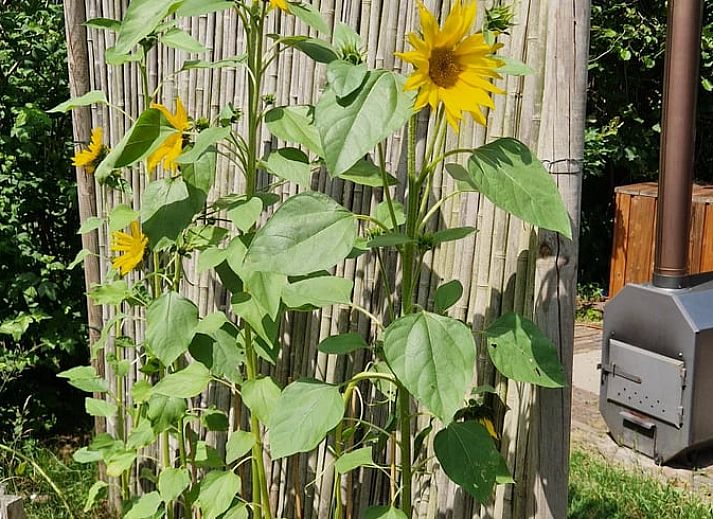 Verblijf 3220139 - Vakantiewoning Veluwe - Vakantiehuis in Putten