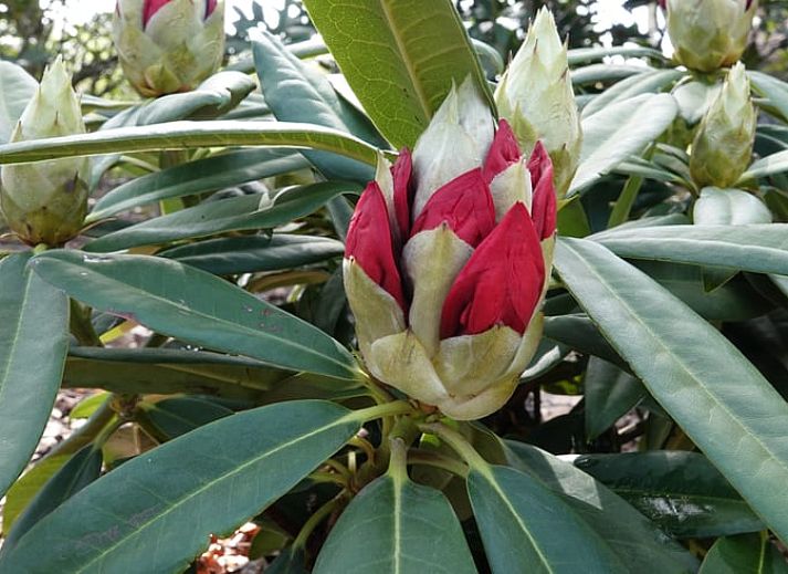 Stilvolles Wohnzimmer eines modern eingerichteten Ferienhauses in Putten, Veluwe in Gelderland.