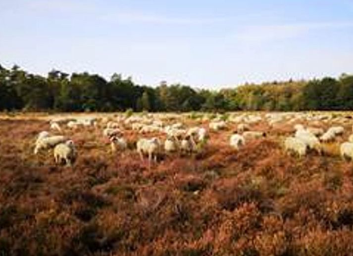 Unterkunft 3220174 - Ferienhaus Veluwe - Huisje in Putten