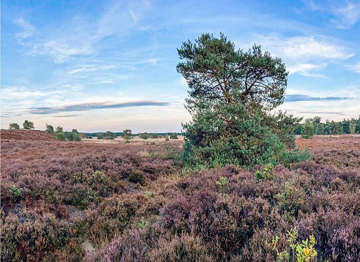 Guest house 3220263 - Holiday property Veluwe - De Veluwse Hoevegaerde 2