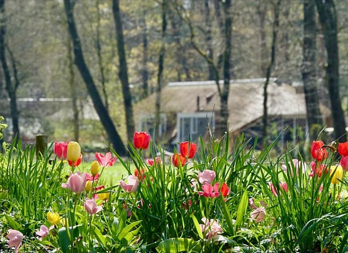 Verblijf 322055 - Vakantiewoning Veluwe - Vakantiehuis in Putten