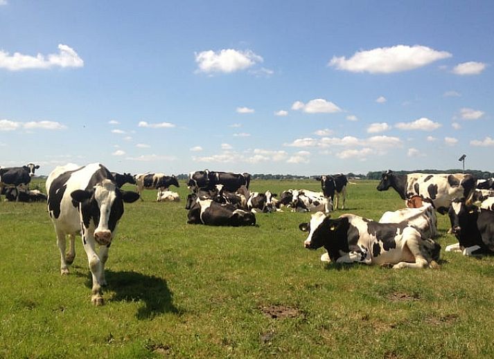 Outdoor area with picnic table at Holiday home in Wezep/Oldebroek, surrounded by nature on the Veluwe.