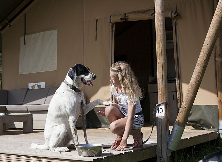 Guest house 3222134 - Tent house Veluwe - Luxe safaritent