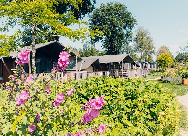 Verblijf 3222167 - Tenthuis Veluwe - Tiny Safari House
