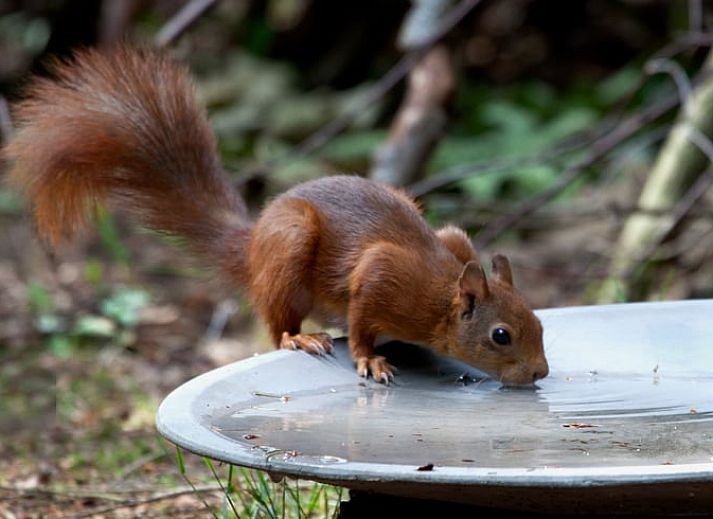 Eettafel in Vakantiehuis in Voorthuizen, Veluwe. Gezellig dineren in een sfeervolle vakantiewoning in Gelderland.