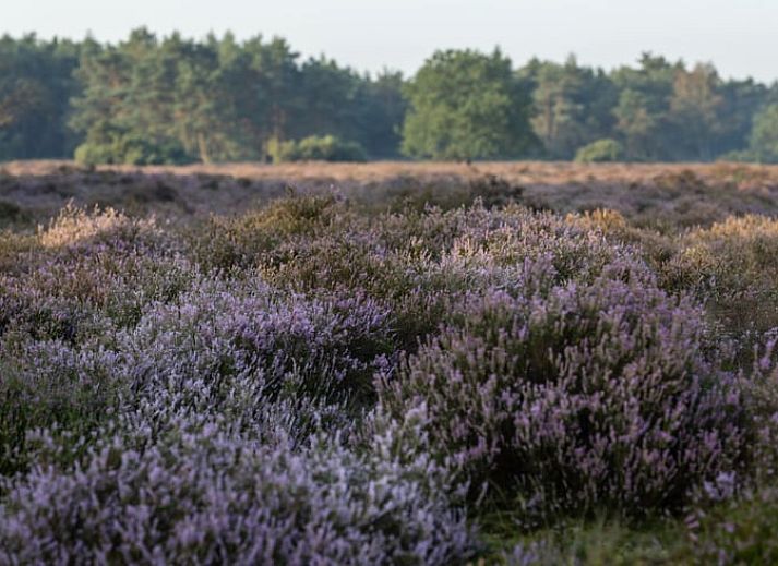 Keukenraam met uitzicht op de natuur in Vakantiehuis in Voorthuizen, Veluwe. Geniet van de groene omgeving tijdens het koken.