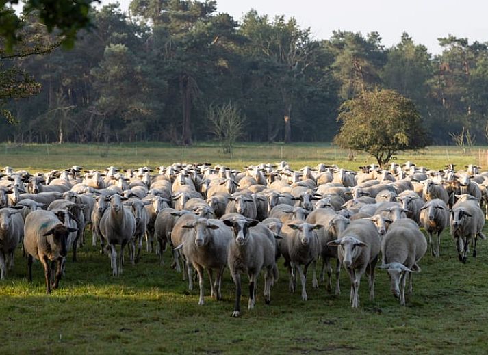 Keukenraam met uitzicht op de natuur in Vakantiehuis in Voorthuizen, Veluwe. Geniet van de groene omgeving tijdens het koken.
