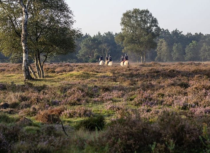 Keukenraam met uitzicht op de natuur in Vakantiehuis in Voorthuizen, Veluwe. Geniet van de groene omgeving tijdens het koken.