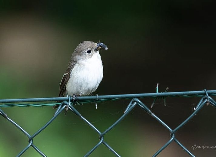 Keukenraam met uitzicht op de natuur in Vakantiehuis in Voorthuizen, Veluwe. Geniet van de groene omgeving tijdens het koken.