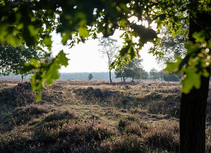 Eekhoorn in de bossen rondom Vakantiehuis in Voorthuizen, Veluwe. Ontdek de rijke fauna van Gelderland.