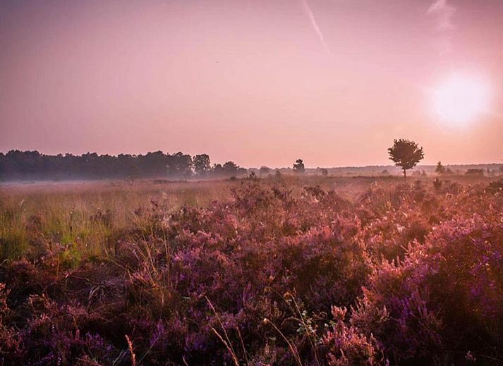 Verblijf 3222213 - Vakantiewoning Veluwe - Dwergarend 17-20
