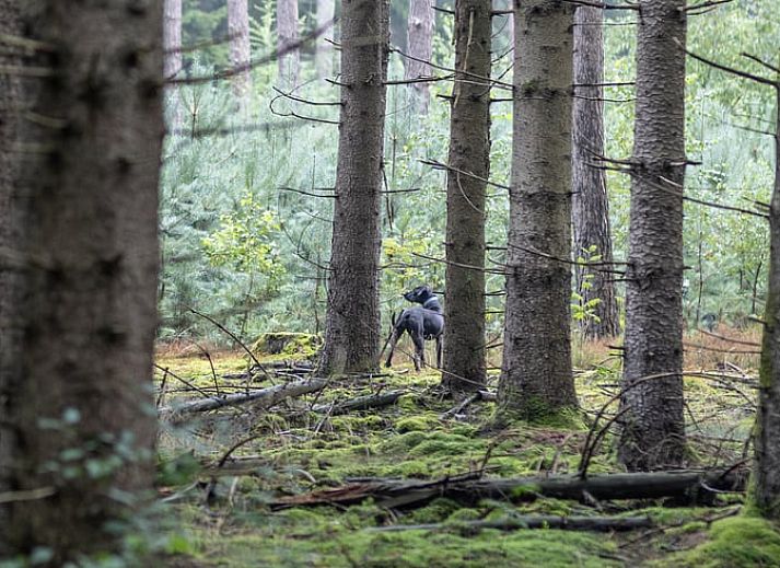 Gemuetliche Kueche im Ferienhaus in Voorthuizen, Veluwe, mit Blick auf die Natur Gelderlands und einem stimmungsvollen Essbereich.
