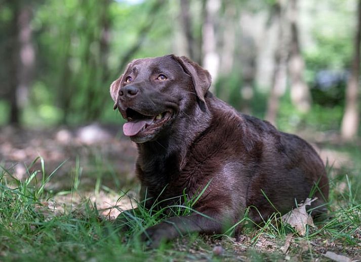 Gemuetliche Kueche im Ferienhaus in Voorthuizen, Veluwe, mit Blick auf die Natur Gelderlands und einem stimmungsvollen Essbereich.