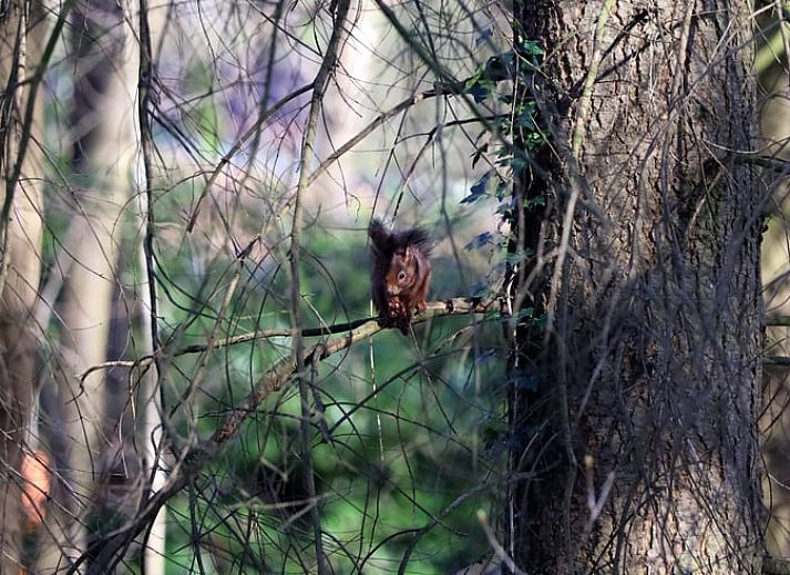 Gemuetliches Wohnzimmer im Ferienhaus in Voorthuizen, Veluwe, Gelderland, mit bequemen Stuehlen und modernen Moebeln.