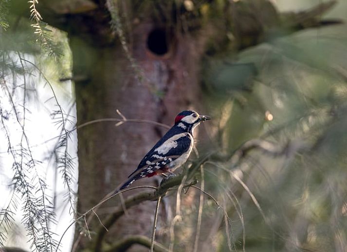 Gemuetliches Wohnzimmer im Ferienhaus in Voorthuizen, Veluwe, Gelderland, mit bequemen Stuehlen und modernen Moebeln.