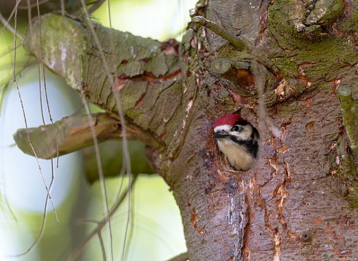 Gemuetliches Wohnzimmer im Ferienhaus in Voorthuizen, Veluwe, Gelderland, mit bequemen Stuehlen und modernen Moebeln.